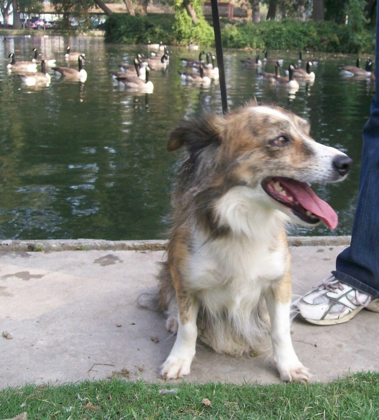 Other Photos of thie Dog