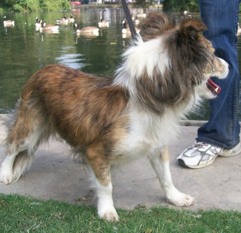 Other Photos of thie Dog