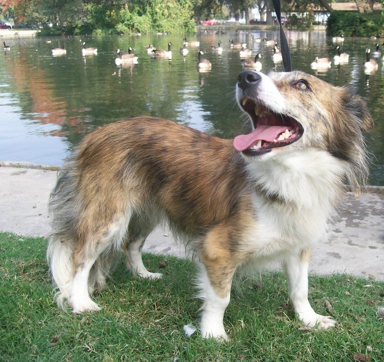 Other Photos of thie Dog