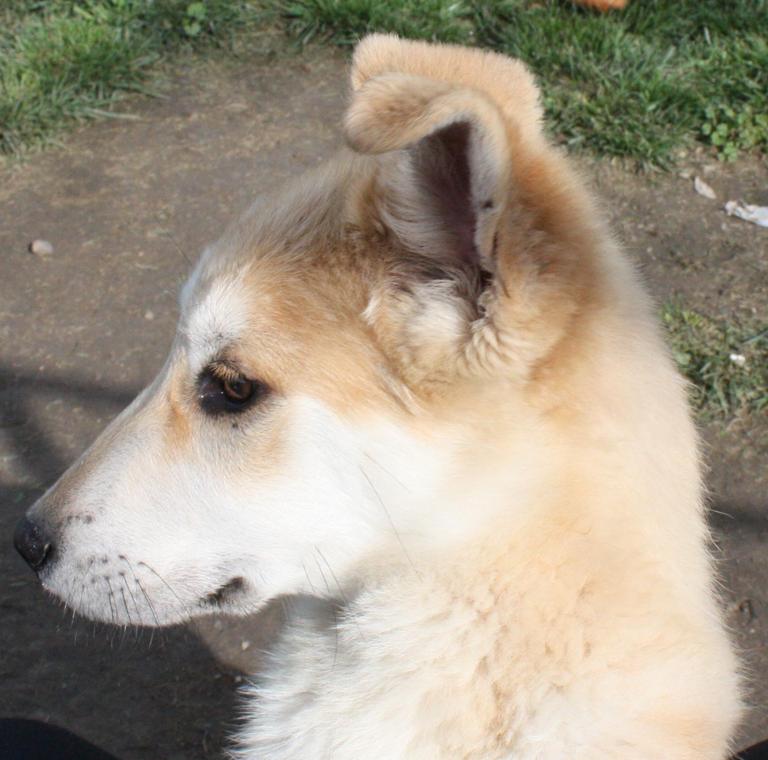 Other Photos of thie Dog