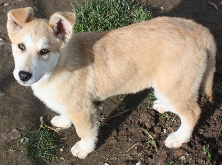 Other Photos of thie Dog