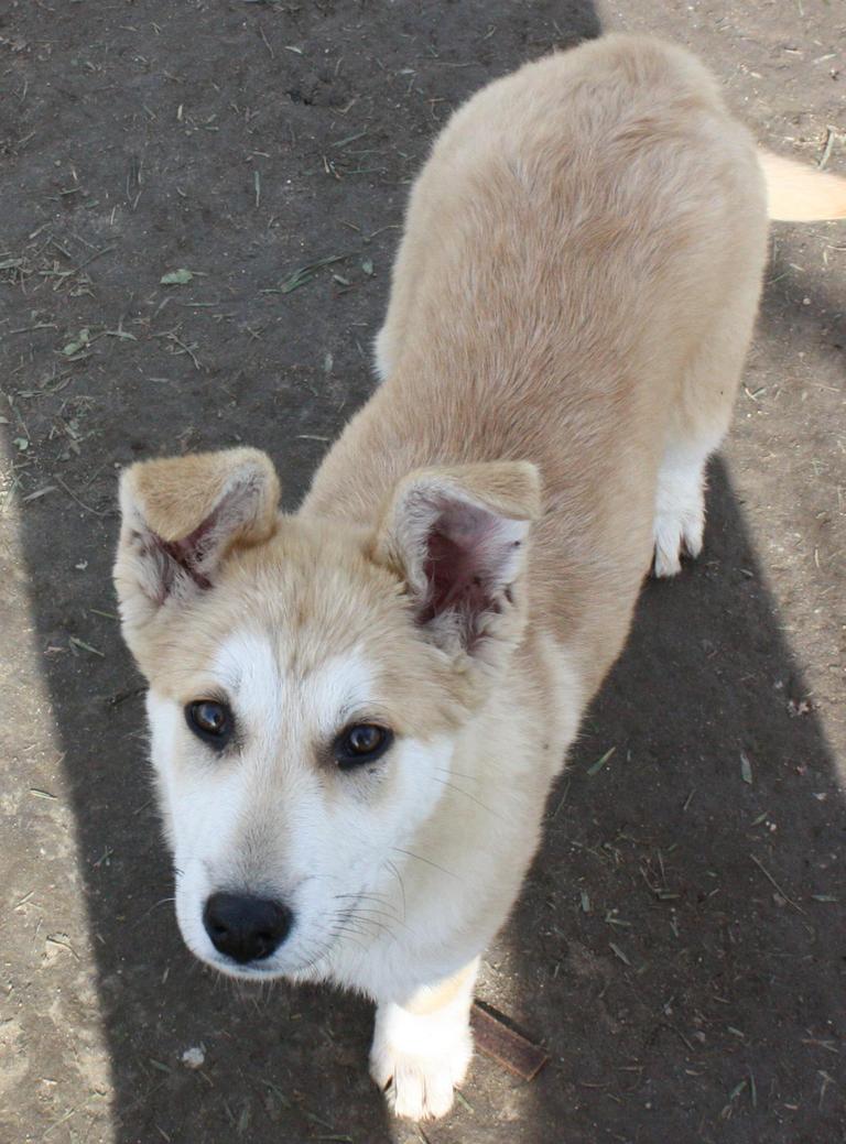 Other Photos of thie Dog