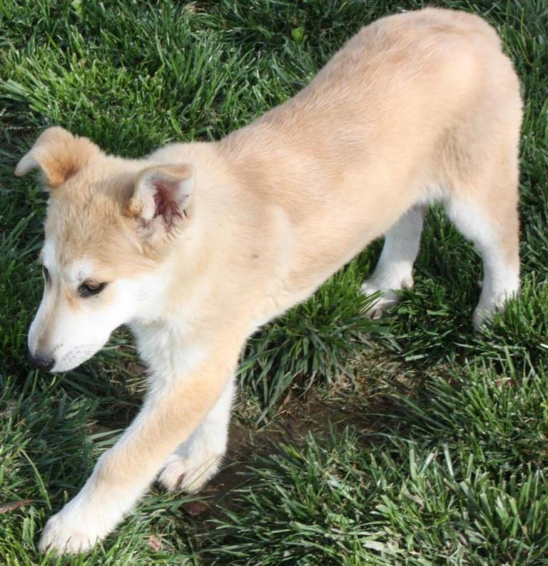Other Photos of thie Dog