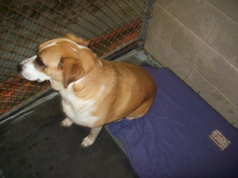Other Photos of thie Dog