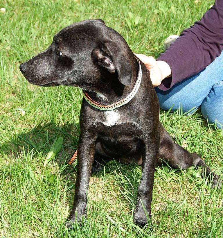 Other Photos of thie Dog