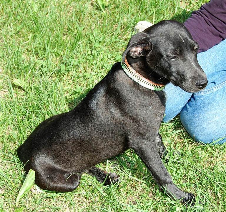 Other Photos of thie Dog