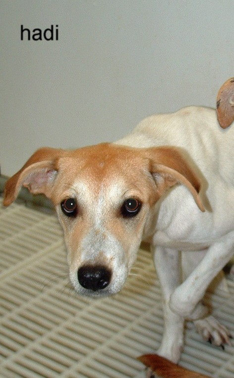 Other Photos of thie Dog