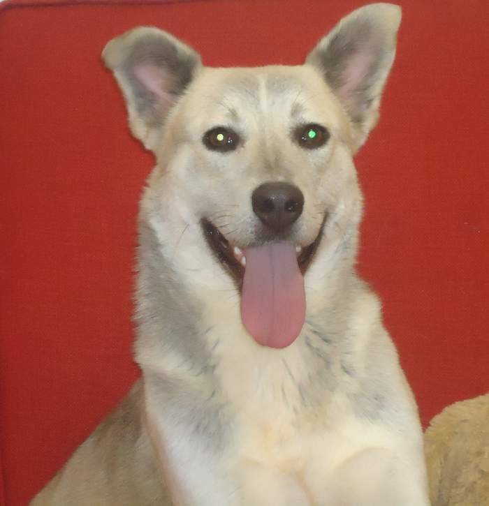 Other Photos of thie Dog