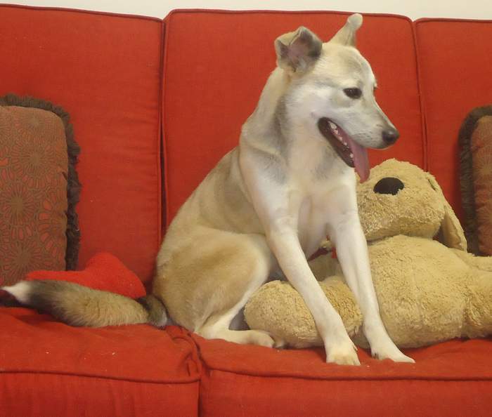 Other Photos of thie Dog