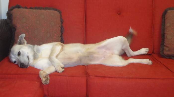 Other Photos of thie Dog