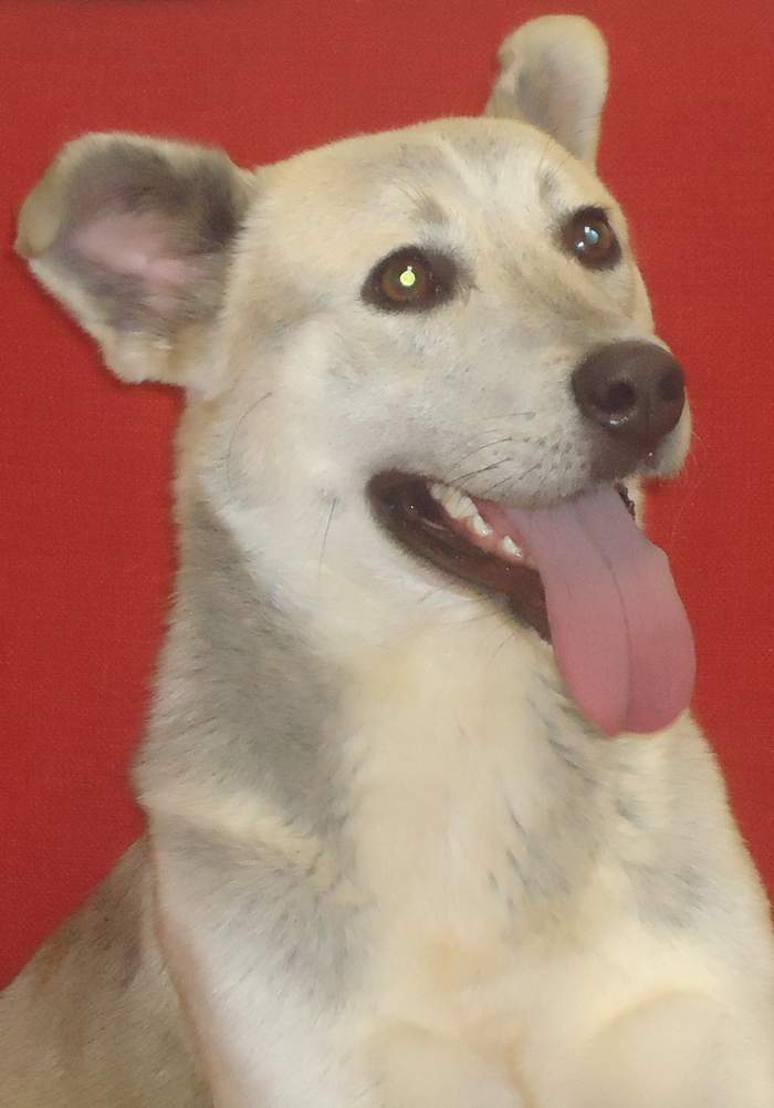 Other Photos of thie Dog