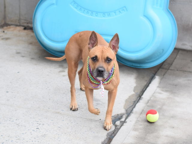 Other Photos of thie Dog