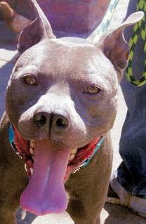 Other Photos of thie Dog
