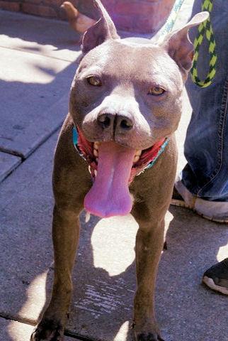 Other Photos of thie Dog