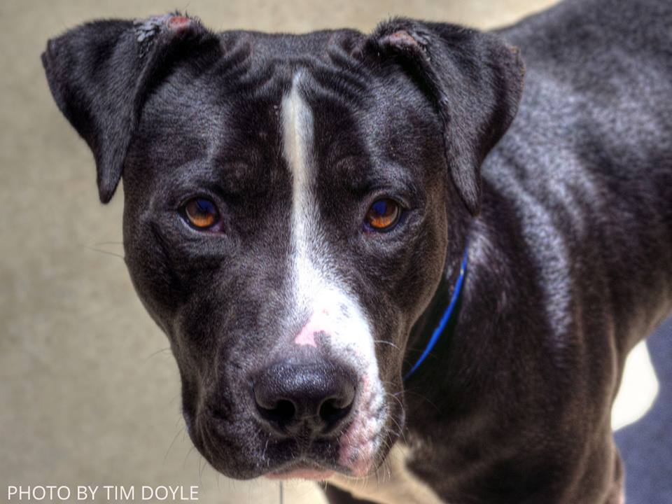 Other Photos of thie Dog