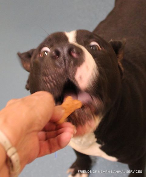 Other Photos of thie Dog