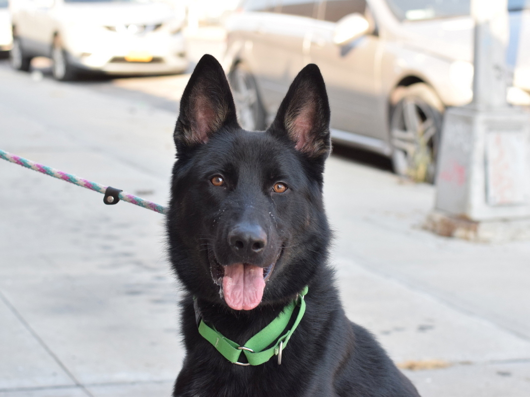 Other Photos of thie Dog