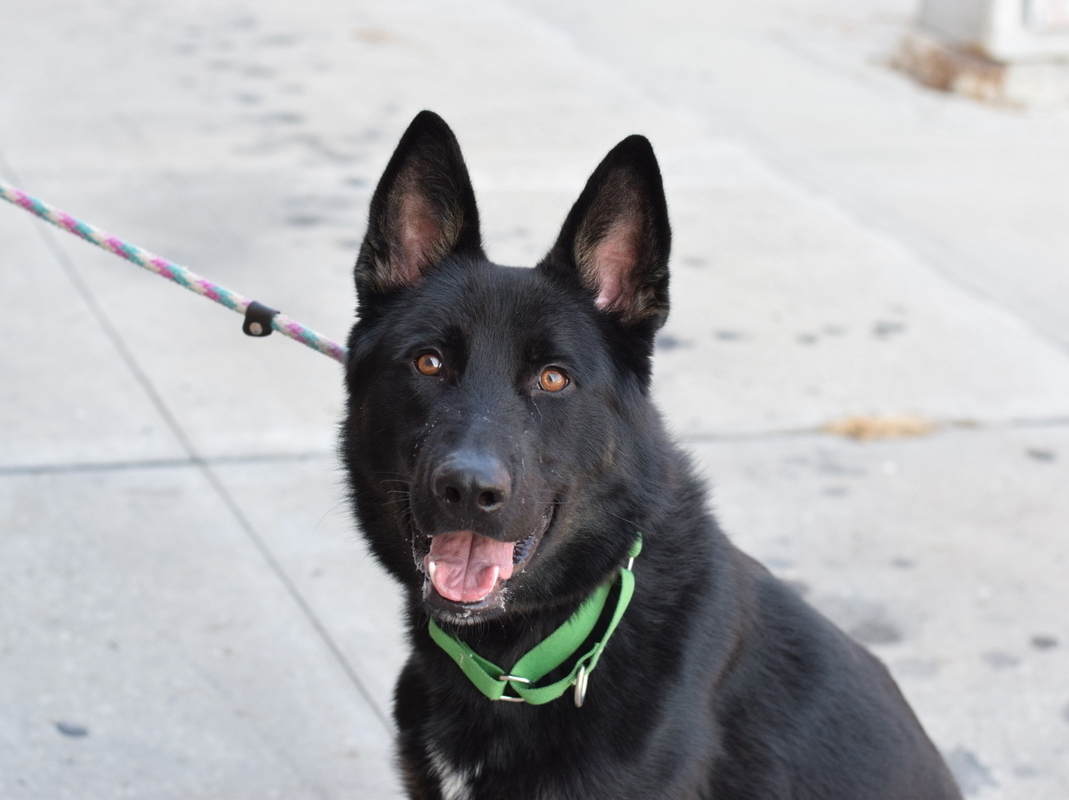 Other Photos of thie Dog