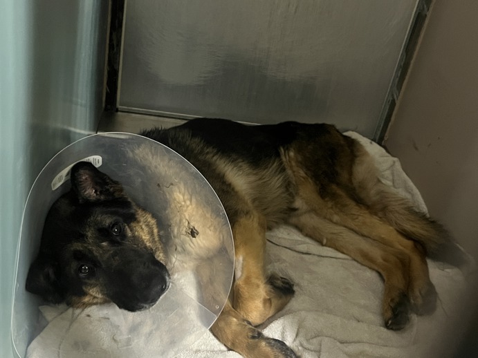 Main Photo of this Dog