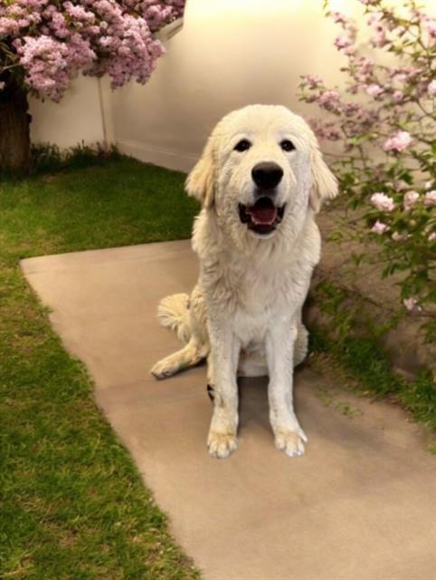 Other Photos of thie Dog