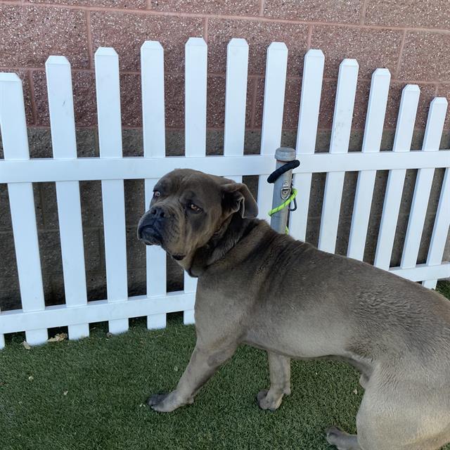 Other Photos of thie Dog