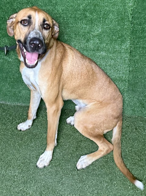 Rafa, a Cane Corso Mastiff, available for adoption