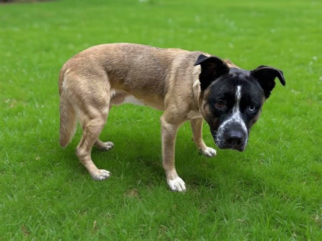 Other Photos of thie Dog