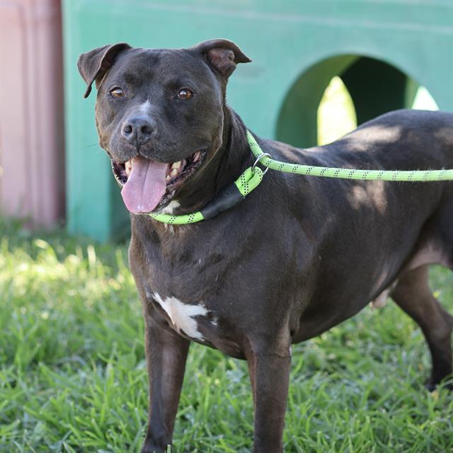 Cisco, a Pit Bull Terrier, available for adoption