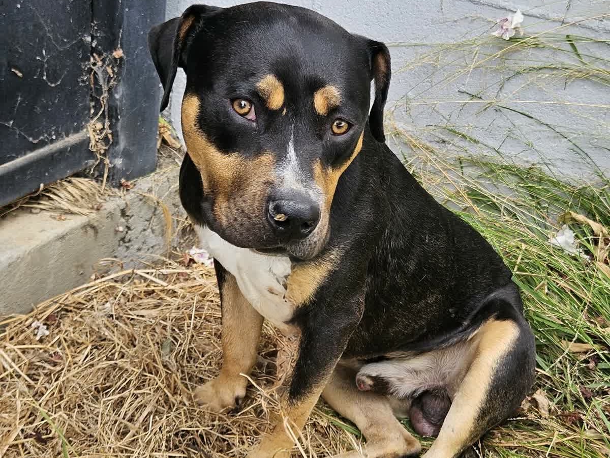 Tiramisu, a Pit Bull Terrier, available for adoption