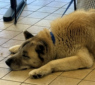 Other Photos of thie Dog