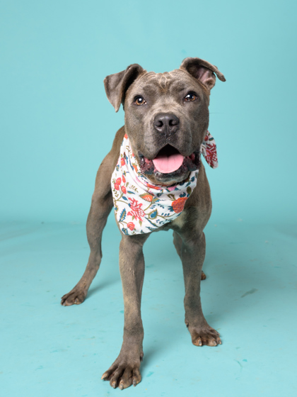 Rocco, a Terrier, available for adoption