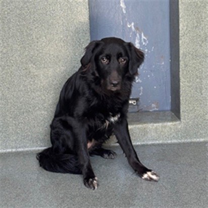 Daisy, a Border Collie, available for adoption