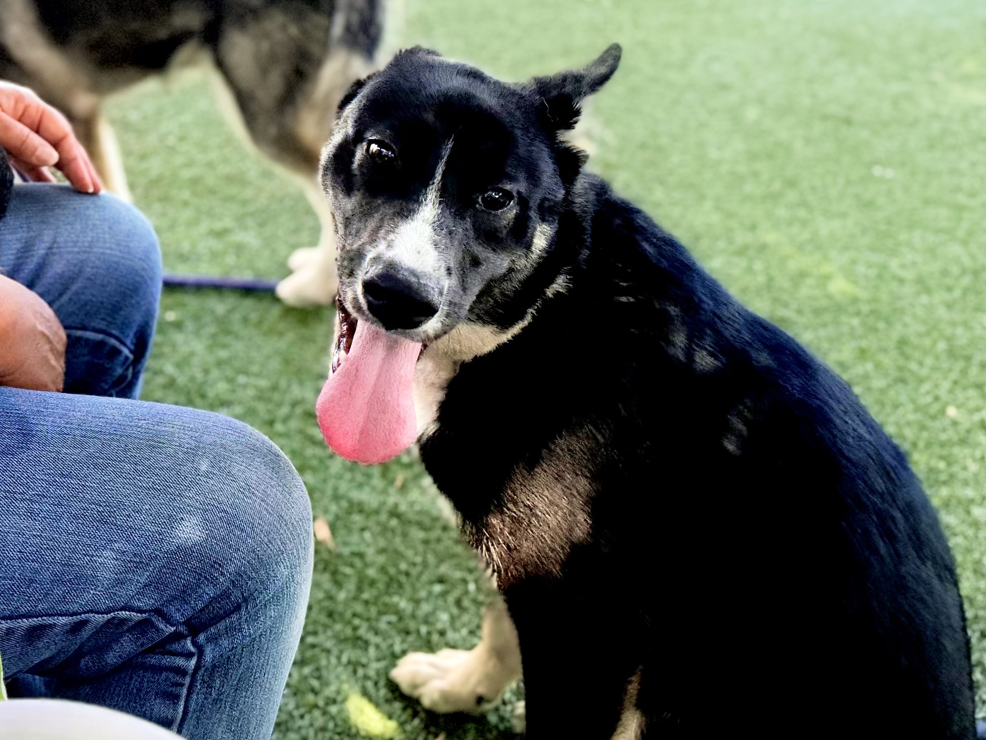 Kong, a Siberian Husky, available for adoption