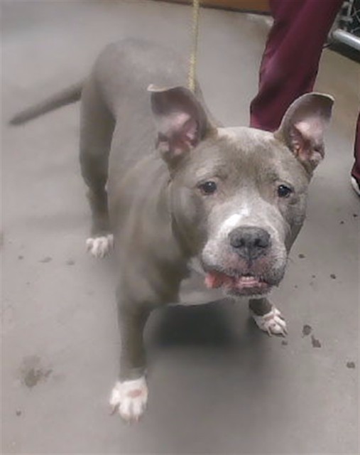 Unknown, a Pit Bull Terrier (mix breed), available for adoption
