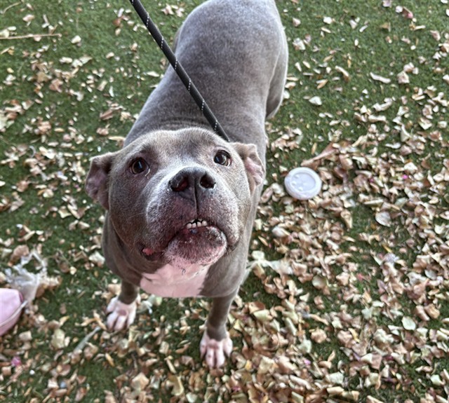 Jean, a Pit Bull Terrier (mix breed), available for adoption