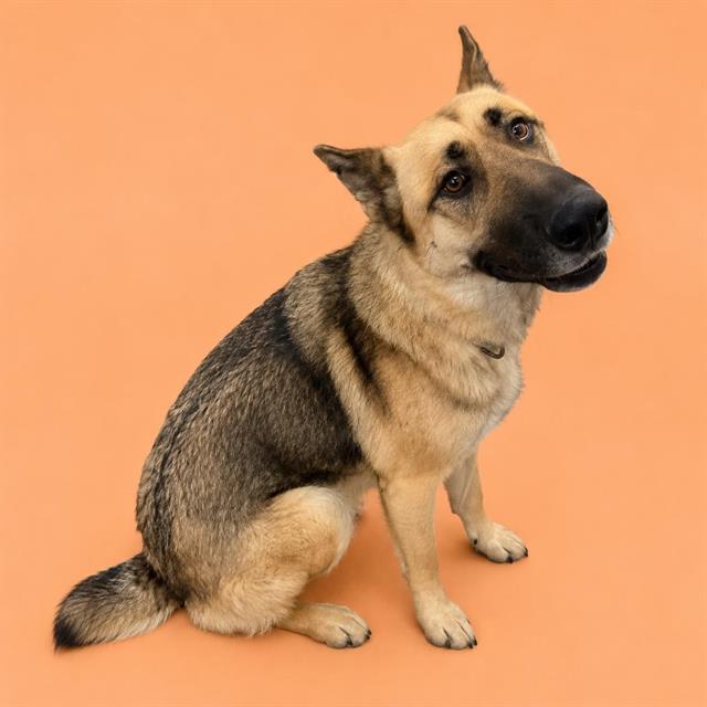 Odin, a German Shepherd (mix breed), available for adoption