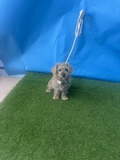 A5792613, a Terrier, available for adoption