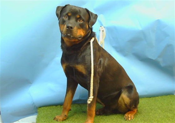 A5792715, a Rottweiler, available for adoption
