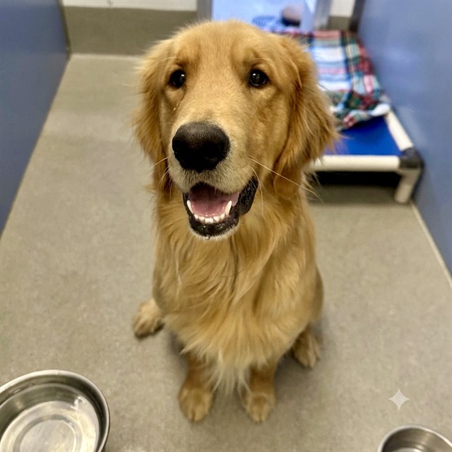 Colby, a Golden Retriever, available for adoption
