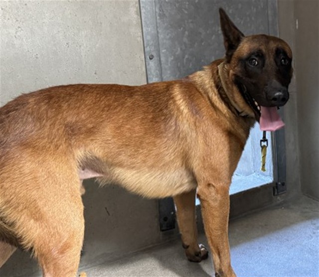 Peanut, a Belgian Shepherd Malinois, available for adoption