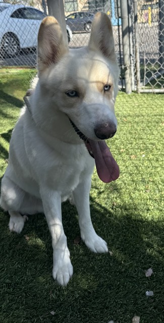 Snow, a Siberian Husky, available for adoption