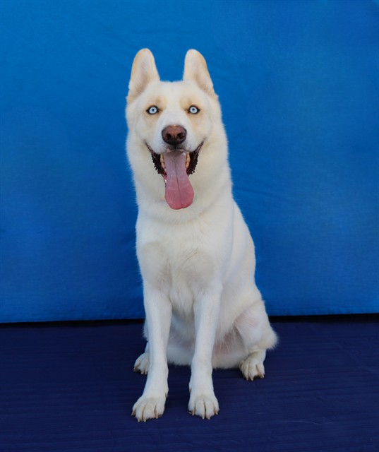 Snow, a Siberian Husky, available for adoption