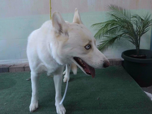 Snow, a Siberian Husky, available for adoption