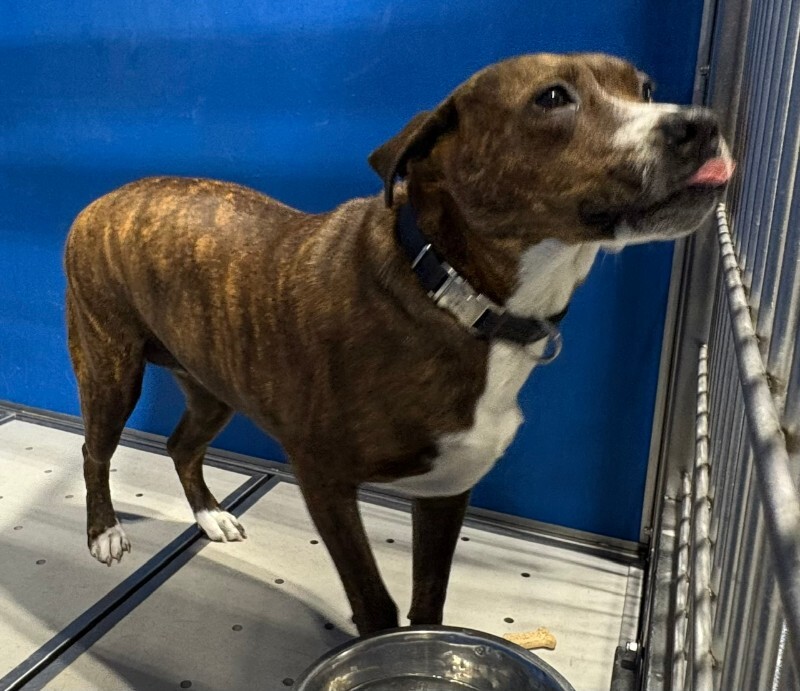 Adoptable pet photo