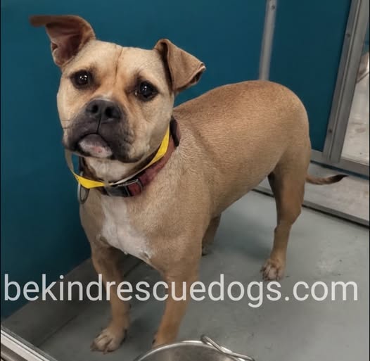 Adoptable pet photo