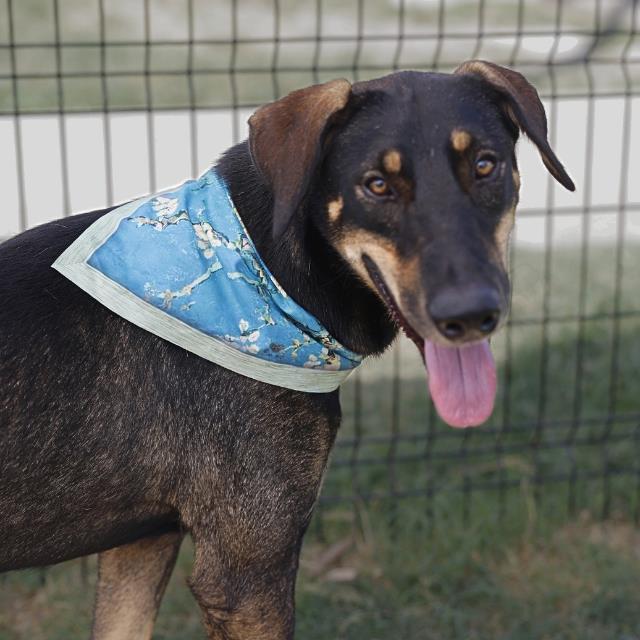 German Pinscher (mix breed) available for adoption