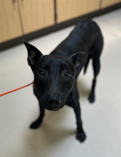 Adoptable pet photo