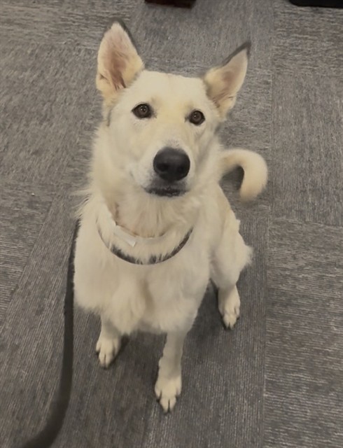Adoptable pet photo
