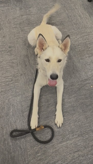 Other Photos of thie Dog