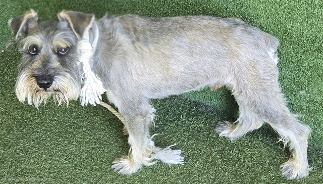 Adoptable pet photo